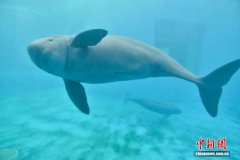 长江江豚成为武汉城市吉祥物